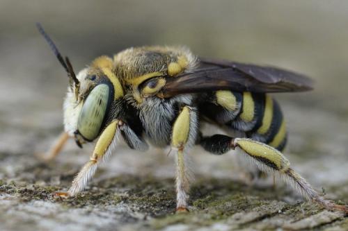 Anthidium diadema
